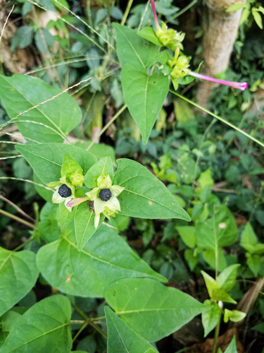 Mirabilis jalapa