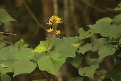 Clappertonia polyandra image