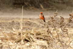 Pyrocephalus rubinus