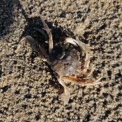 Liocarcinus vernalis