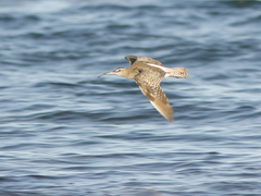 Numenius phaeopus phaeopus