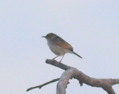 Cisticola marginatus