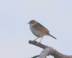 Cisticola marginatus