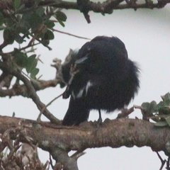 Melaenornis edolioides