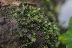 Fissidens taxifolius