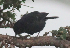 Melaenornis edolioides