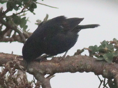Melaenornis edolioides