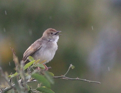 Cisticola chiniana