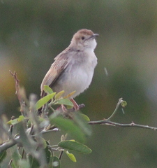 Cisticola chiniana