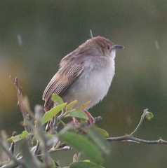 Cisticola chiniana