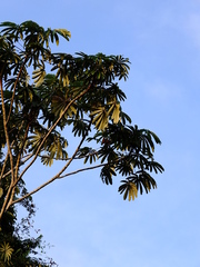 Cecropia sciadophylla