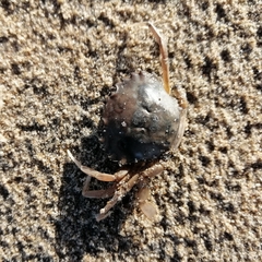 Liocarcinus vernalis