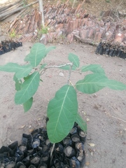 Coccoloba liebmannii