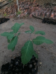 Coccoloba liebmannii