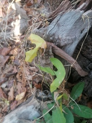 Passiflora viridiflora