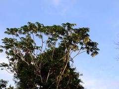 Cecropia sciadophylla