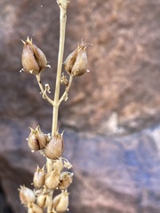 Penstemon havardii