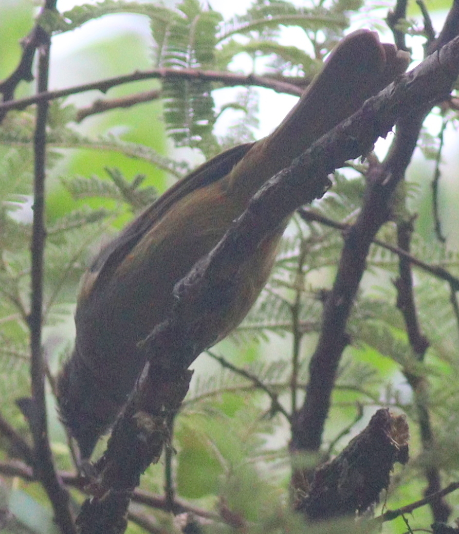 Shelley's Greenbul (Arizelocichla masukuensis), photo 6