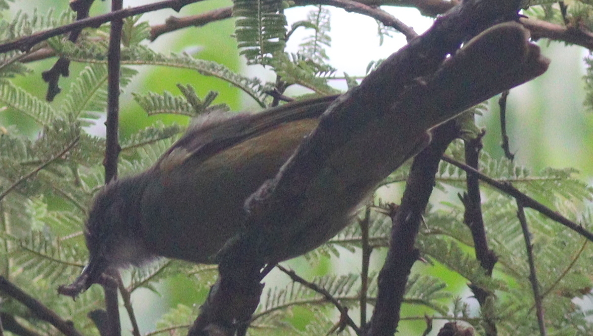 Shelley's Greenbul (Arizelocichla masukuensis), photo 5