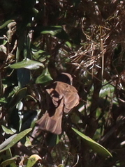 Estrildidae