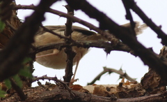 Prinia subflava