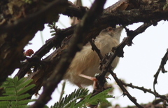Prinia subflava