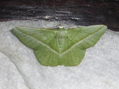 Dichorda obliquata