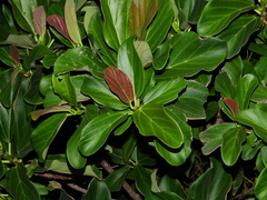 Coussapoa latifolia