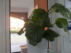 Goeppertia orbifolia