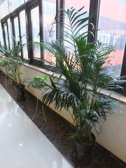 Chamaedorea cataractarum