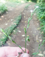 Pseudelephantopus spicatus