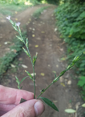 Pseudelephantopus spicatus