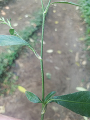 Pseudelephantopus spicatus