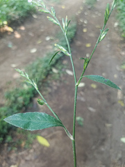 Pseudelephantopus spicatus