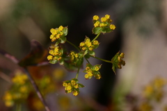 Bupleurum rischawii