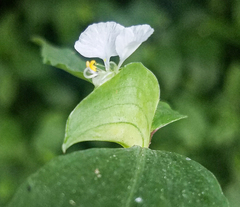 Commelina erecta erecta