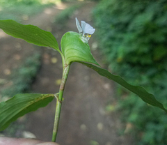Commelina erecta erecta