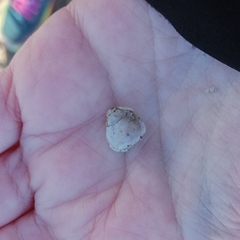 Thia scutellata
