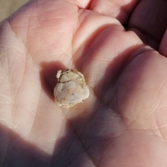 Thia scutellata