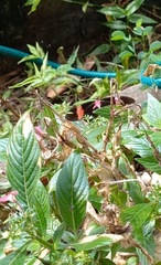 Heliconius erato adana