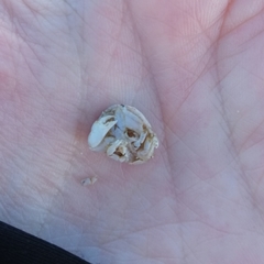 Thia scutellata