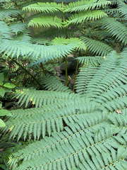 Cyathea aspera