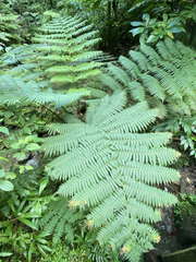 Cyathea aspera
