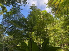 Cyathea aspera