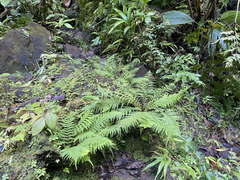 Cyathea aspera