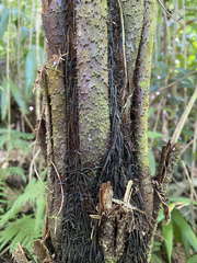 Cyathea aspera
