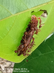 Arhopala centaurus