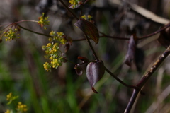 Bupleurum rischawii
