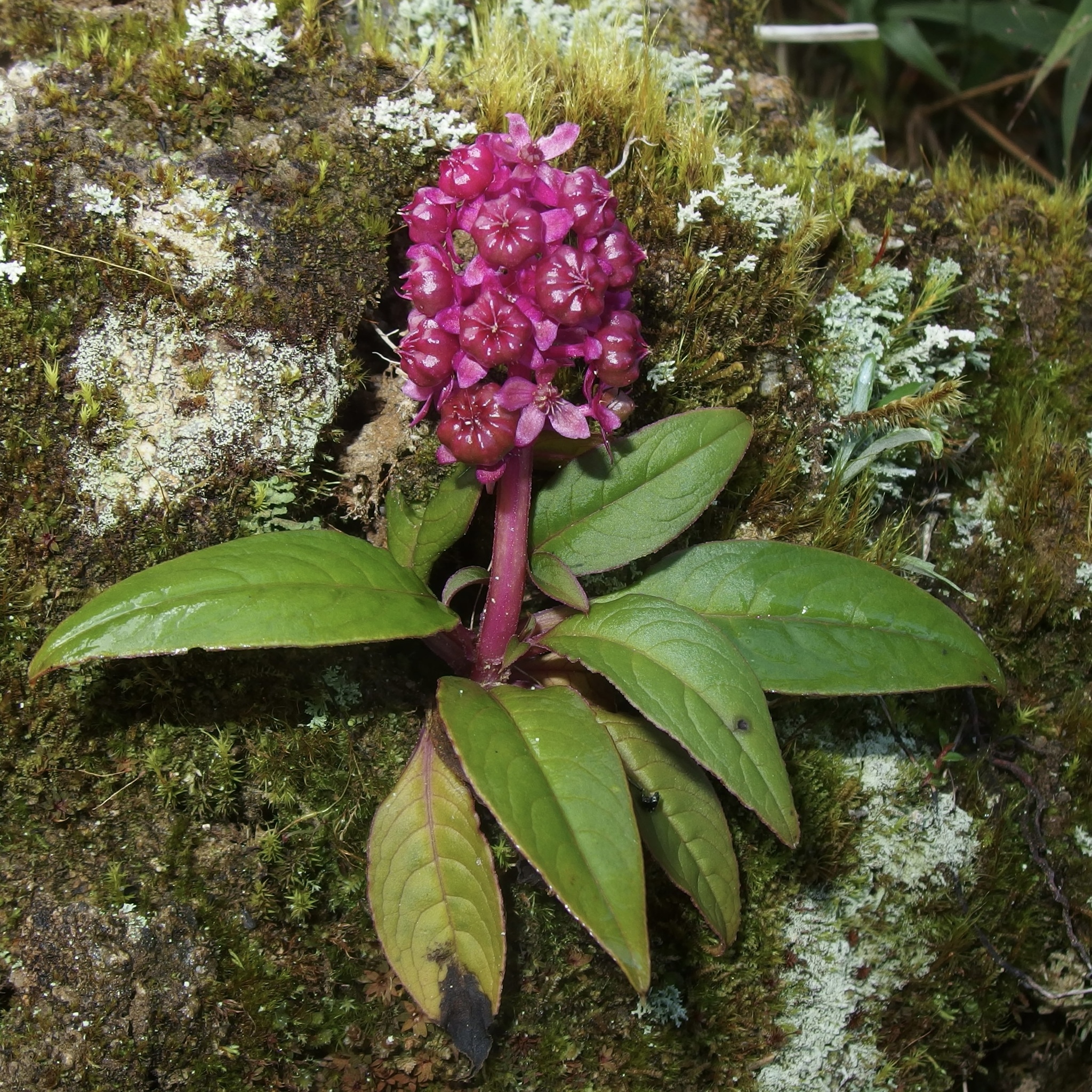 Phytolacca image