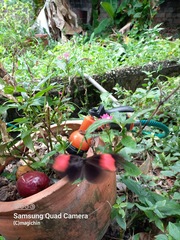 Heliconius erato adana